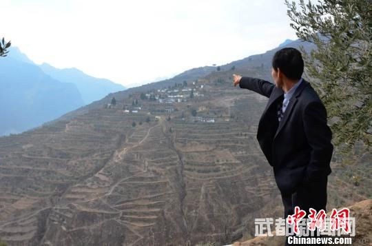 绿荒山饱钱囊:“舶来品”油橄榄的中国化历程