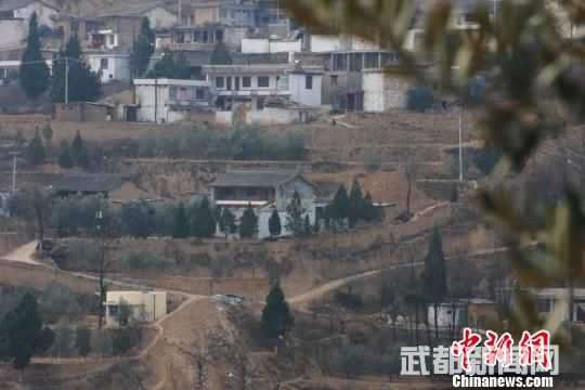 在甘肃省陇南市武都区,昔日荒坡依靠油橄榄种植恢复了生机。 殷春永 摄 在甘肃省陇南市武都区,昔日荒坡依靠油橄榄种植恢复了生机。 殷春永 摄
