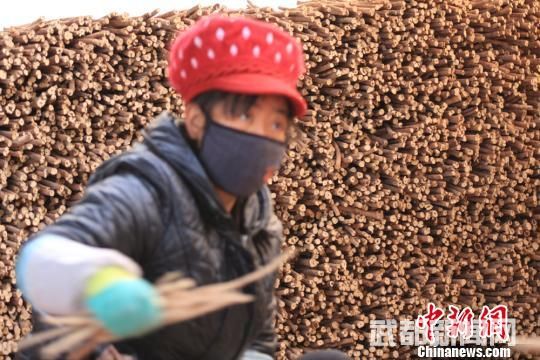 当地留守妇女整理红芪。 殷春永 摄 当地留守妇女整理红芪。 殷春永 摄