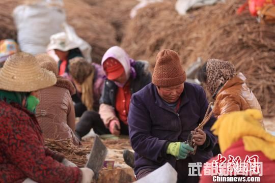 当地留守妇女按照粗细、尺寸将红芪分拣出来,再对它们进行“去头剪尾”、晾晒、装袋等粗加工。 殷春永 摄 当地留守妇女按照粗细、尺寸将红芪分拣出来,再对它们进行“去头剪尾”、晾晒、装袋等粗加工。 殷春永 摄