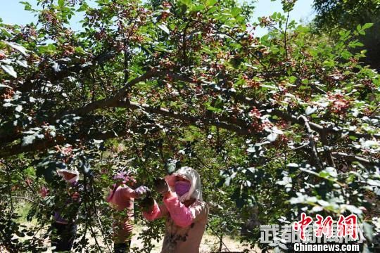 武都区气候温和、四季分明,素有“陇上江南”和“植物大观园”之称,被著名地质学家李四光誉为“宝贝的复杂地带”。 杨艳敏 摄 武都区气候温和、四季分明,素有“陇上江南”和“植物大观园”之称,被著名地质学家李四光誉为“宝贝的复杂地带”。 杨艳敏 摄