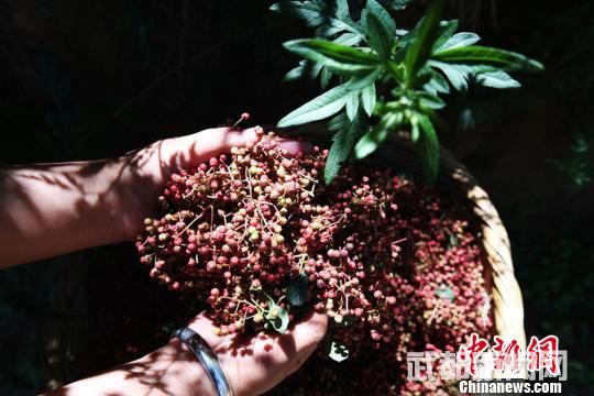 武都花椒,是地理标志保护产品。武都是我国花椒原产地之一,距今已有2000多年的栽培史。目前,该区花椒种植面积90.4万亩,花椒年产量1020万公斤,堪称“千年椒乡”。武都花椒品质优异,民间冠以“大红袍”之称。 杨艳敏 摄 武都花椒,是地理标志保护产品。武都是我国花椒原产地之一,距今已有2000多年的栽培史。目前,该区花椒种植面积90.4万亩,花椒年产量1020万公斤,堪称“千年椒乡”。武都花椒品质优异,民间冠以“大红袍”之称。 杨艳敏 摄