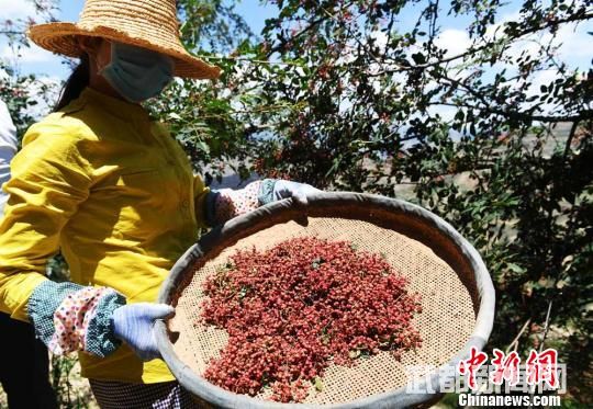 图为村民采摘成熟的花椒。 杨艳敏 摄 图为村民采摘成熟的花椒。 杨艳敏 摄