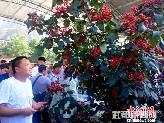 当地经过科技改良的无刺花椒树吸引各界关注。 杨艳敏 摄 当地经过科技改良的无刺花椒树吸引各界关注。 杨艳敏 摄