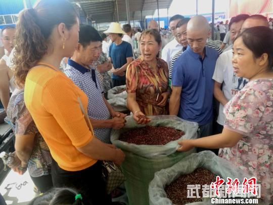 甘肃武都花椒已达百万亩 “小调料”做成“大产业”
