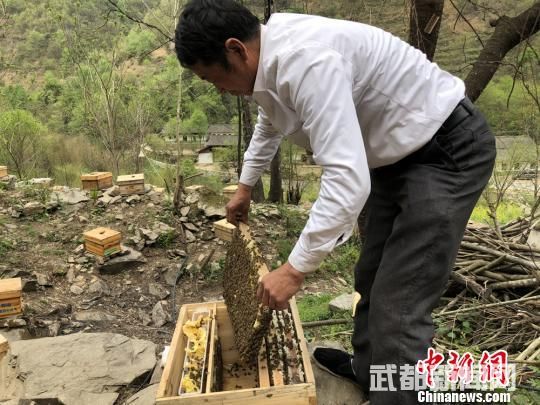 图为养蜂人查看蜂箱。 徐雪 摄 图为养蜂人查看蜂箱。 徐雪 摄