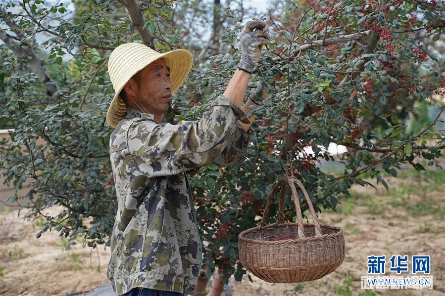 (社会)(7)甘肃武都:花椒产业铺就致富路