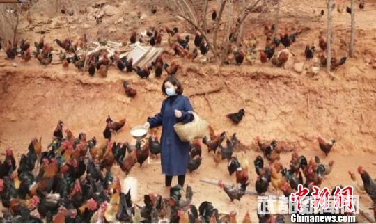 甘肃武都“飞”出山窝窝的妇女返乡“开垦”荒山陡坡